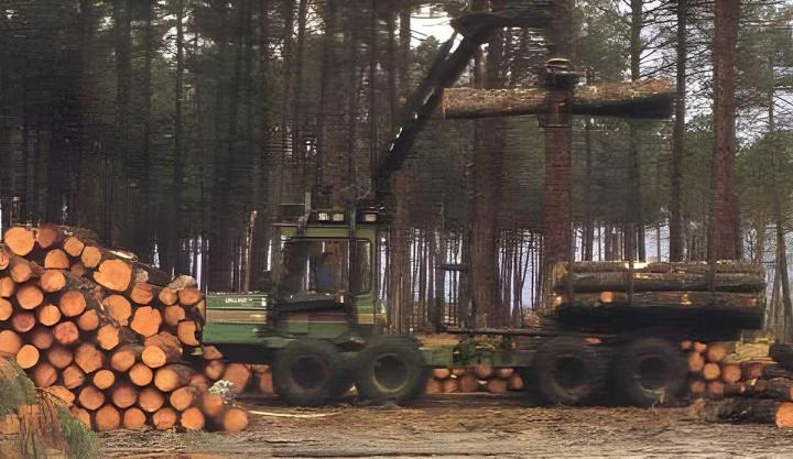 Entreprise d'exploitation et d'abattage d'arbres au Mans