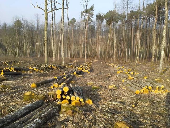 Société d'exploitation forestière au Mans