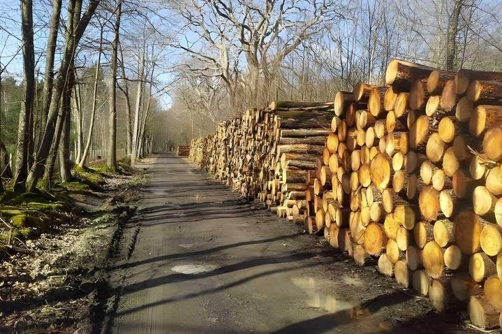 Vente de bois au Mans