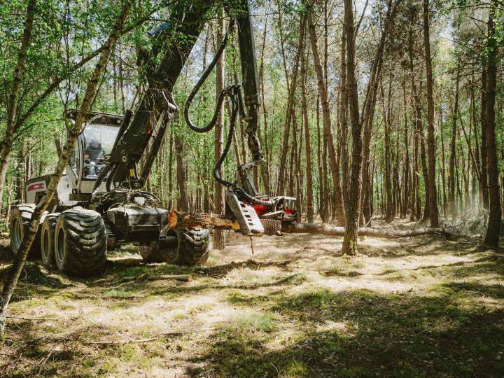 Abattage d'arbre Le Mans