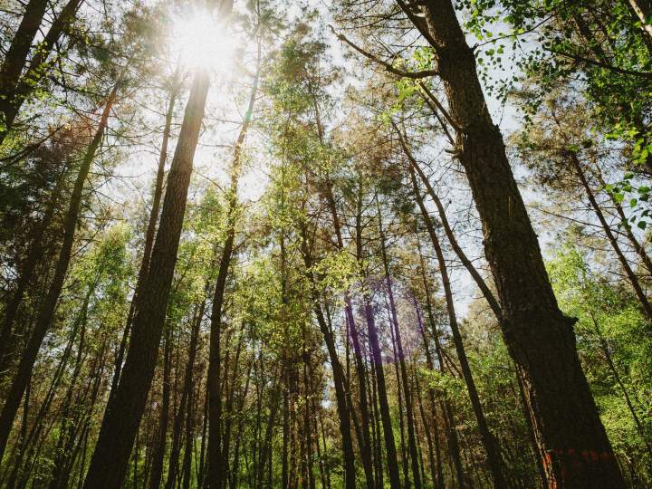 Livraison de bois Le Mans