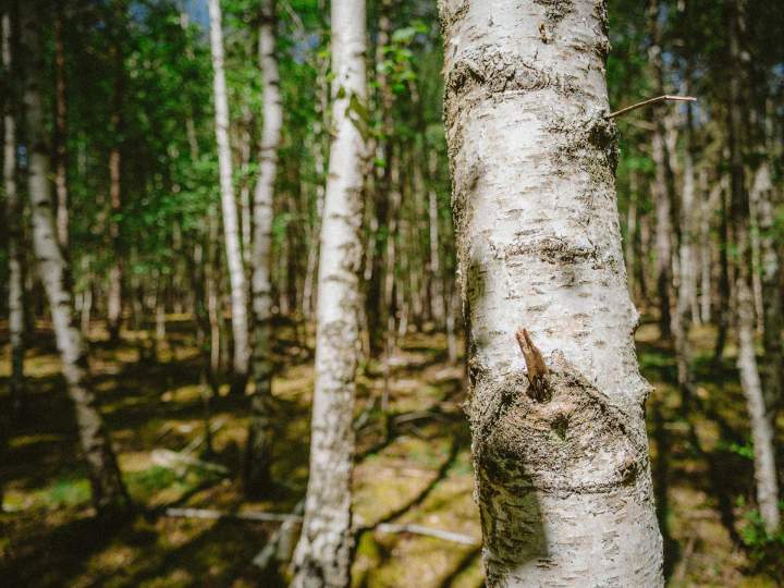 Exploitant Forestier Le Mans