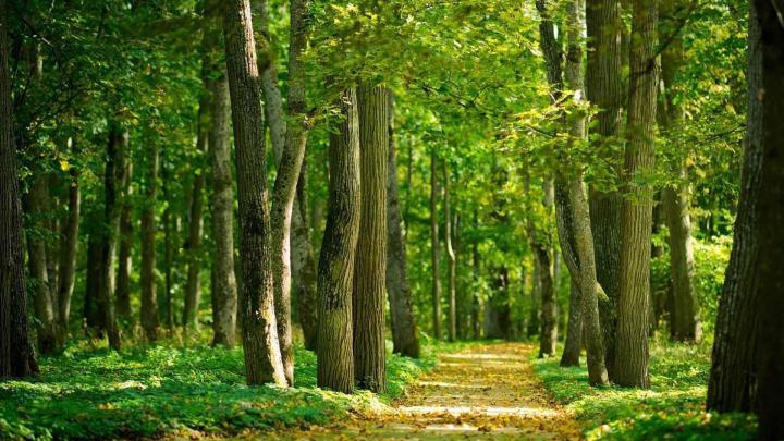 Un exploitant forestier - TOLLEMER PHILIPPE